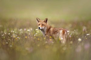 jagdschule fuchs canidae vulpes vulpes rotfuchs 300x200