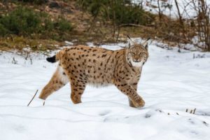 luchs lynx katzen jagd natuschutz jagdschein raubtier 300x200