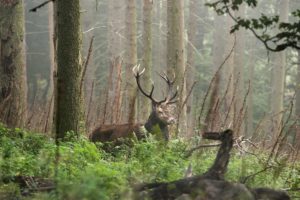 rotwild hirsch cervus elaphus rothirsch cervidae jagdausbildung 300x200