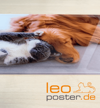 acrylglasfoto drucken