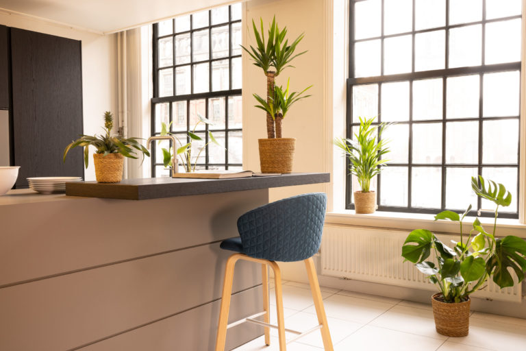 Screen Styling fotos Groene planten 27 768x512