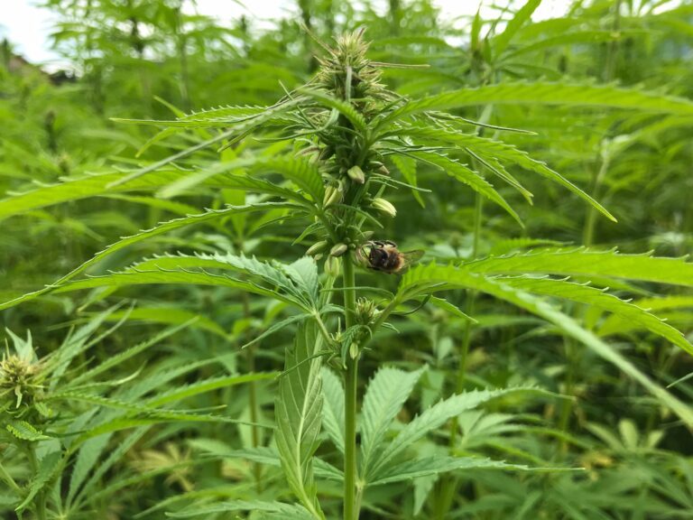 Bienen lieben Hanf 768x576