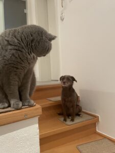 Stufenauflagen für Katze und Hund