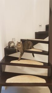 Bellosteps aus Champ beige mit Katze 169x300