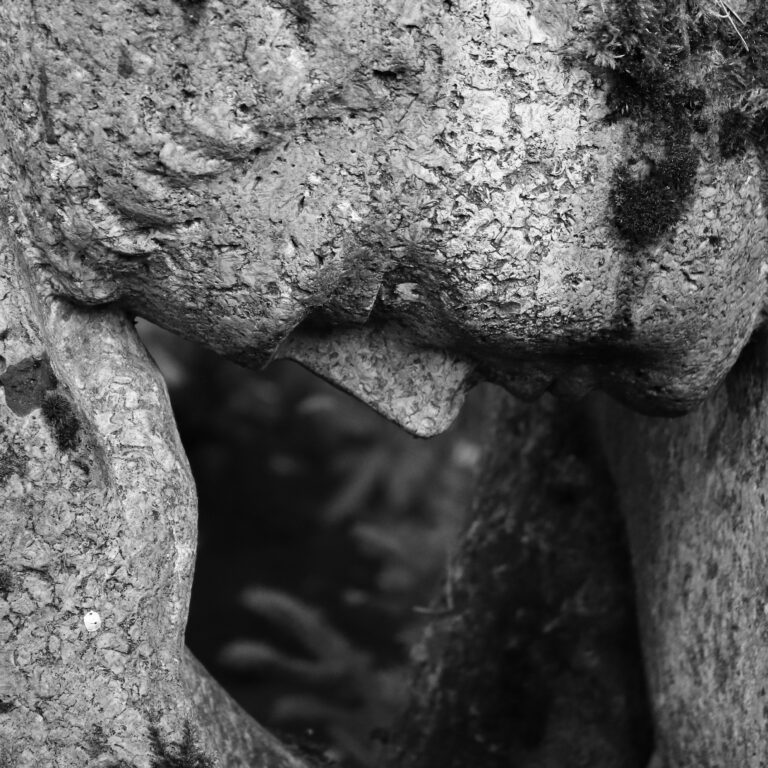 waldfriedhof stuttgart 0001 q 768x768