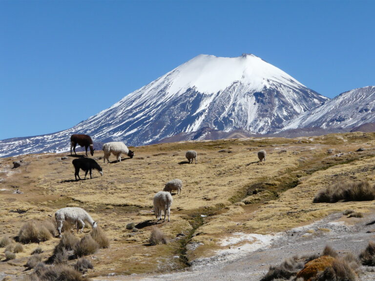 109 Llamas mit Parinacota 768x576
