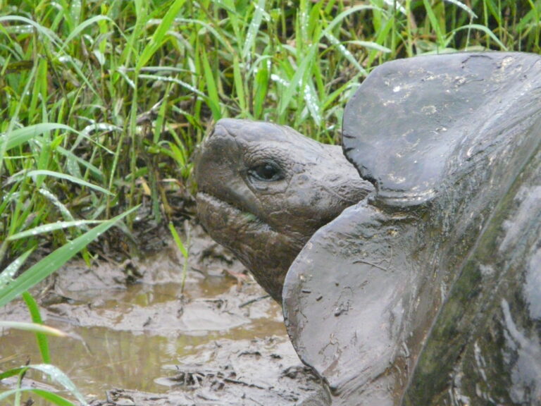 Riesenschildkroete Galapagos 768x576