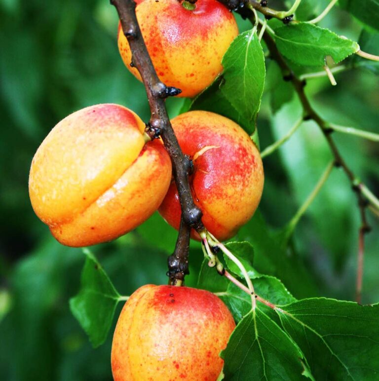 aprikose suesses herz aprikosenbaum kaufen 768x772