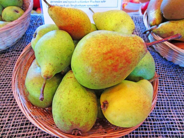 buergermeisterbirne koestliche von charneux birnbaum kaufen 768x576