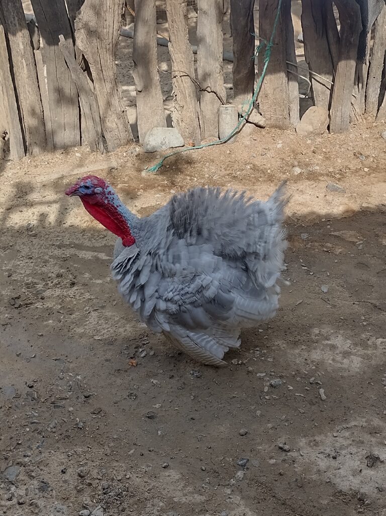 IMG 20220924 145917 HDR 768x1026