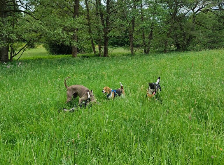 Rubi mit 2 H 768x568